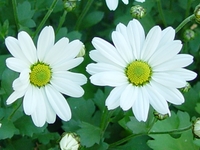 ARCTANTHEMUM ARCTICUM 'POLARSTERN'