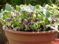 ARISARUM PROBOSCIDEUM