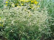 ARTEMISIA LACTIFLORA 'GUIZHOU'