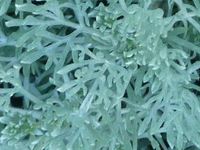 ARTEMISIA GLACIALIS