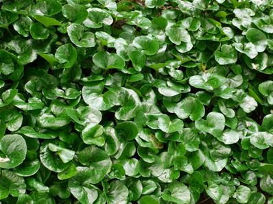 ASARUM EUROPAEUM