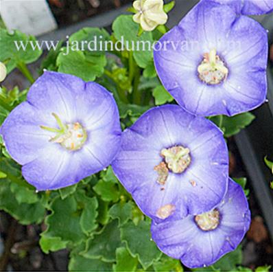 CAMPANULA 'ROYAL WAVE'