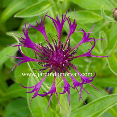 CENTAUREA MONTANA 'AMETHYST DREAM'