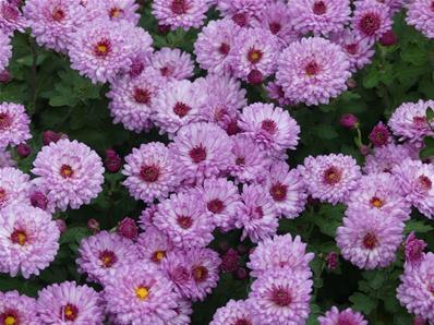 CHRYSANTHEMUM INDICUM 'MEI KYO'