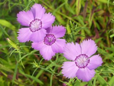 DIANTHUS AMURENSIS