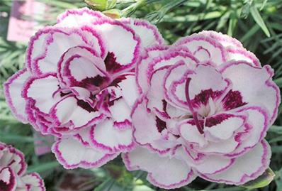 DIANTHUS  'GRAN'S FAVORITE'