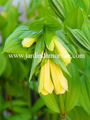 DISPORUM FLAVUM