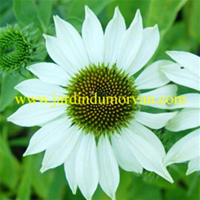 ECHINACEA PURPUREA 'WHITE LUSTRE'