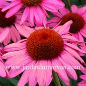 ECHINACEA PURPUREA MAGNUS'