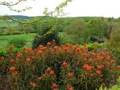 EUPHORBIA GRIFFITHII 'DIXTER'