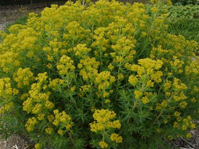 EUPHORBIA PALUSTRIS 'TEICHLATERNE' 