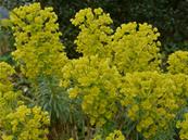 EUPHORBIA CHARACIAS SSP WULFENII