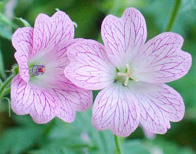 GERANIUM OXONIANUM 'HOLLYWOOD' 