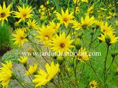 HELIANTHUS 'SALICIFOLIUS'