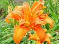 HEMEROCALLIS KWANSO 'FLORE PLENO'