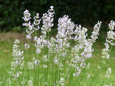 LAVANDULA 'LONDON PINK'