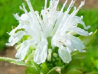 MONARDA 'SCHNEEWITTCHEN'