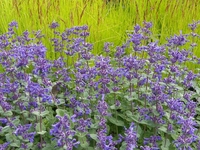 NEPETA x CITRIODORA