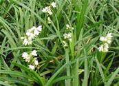 OPHIOPOGON PLANISCAPUS (164)