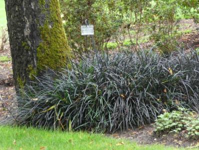 OPHIOPOGON PLANISCAPUS 'NIGRESCENS'