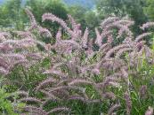 PENNISETUM ORIENTALE 'KARLEY ROSE'