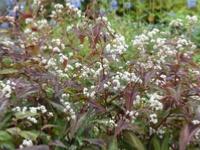 POLYGONUM MICROCEPHALA (= PERSICARIA MICROCEPHALA)