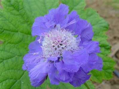 SCABIOSA CAUCASICA STÄFA