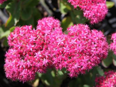 SEDUM SPECTABILE 'KARL'