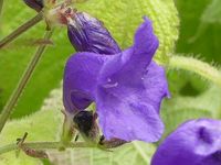 STROBILANTHES ATROPURPUREA