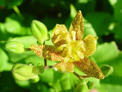 TRICYRTIS LATIFOLIA