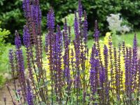 SALVIA NEMOROSA 'CARADONNA'