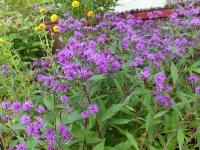 VERNONIA CRINITA 'MORVAN'