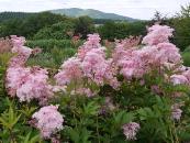 FILIPENDULA RUBRA VENUSTA