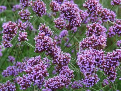 VERBENA BONARIENSIS