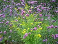 SOLIDAGO RUGOSA