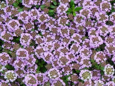 THYMUS LONGICAULIS 'ODORATUS'