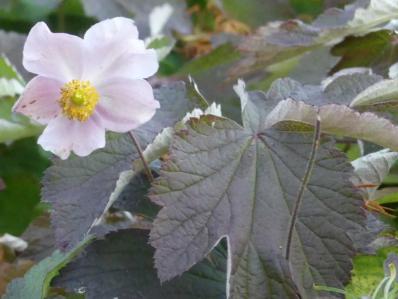 ANEMONE TOMENTOSA Pei