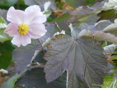 ANEMONE TOMENTOSA Pei une plante vivace du Jardin du morvan, la pépinière  de Thierry DENIS