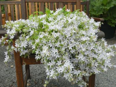 CAMPANULA POSCHARSKYANA 'SCHNEERANKE'