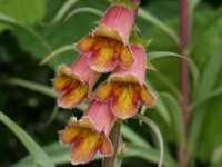 DIGITALIS OBSCURA 'SUNSET'