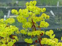 EUPHORBIA AMYGDALOIDES 'PURPUREA'