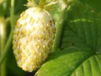 FRAGARIA VESCA 'FRUCTO ALBA'