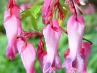 DICENTRA EXIMIA