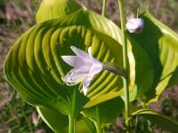 HOSTA 'SUN AND SUBSTANCE'