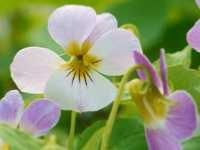 VIOLA CANADENSIS