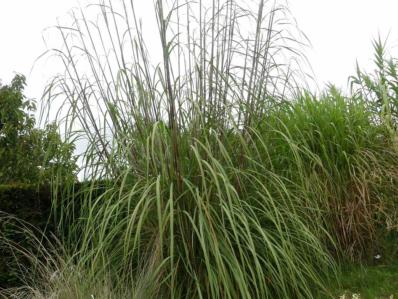 ERIANTHUS RAVENNAE 