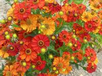 HELENIUM 'FLAMMENDES KÄTHCHEN'