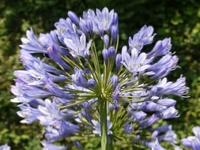 AGAPANTHUS 'HEADBOURNE HYBRIDS' - AGAPANTHE BLEUE