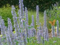 AGASTACHE 'BLUE FORTUNE'