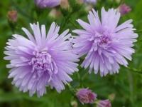 ASTER NOVI-BELGII 'FELLOWSHIP'